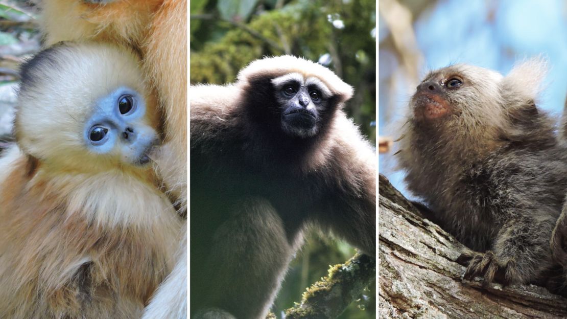 Endangered primate species identified in the report include (left to right) the Golden snub-nosed monkey, Eastern hoolock gibbon and Marmoset.