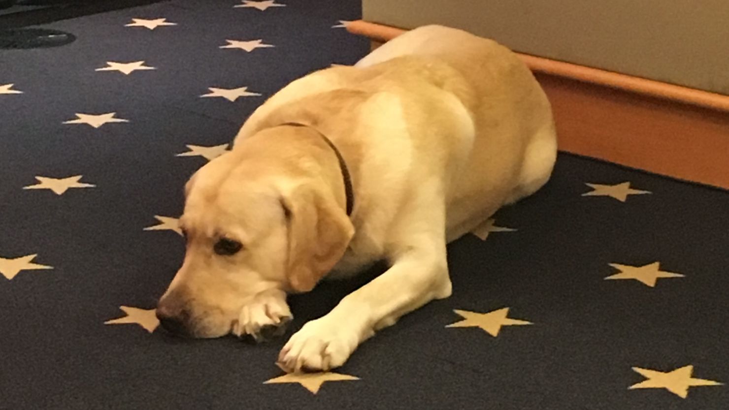 John Kerry's dog lies beside him as he gives his final State Department press conference.