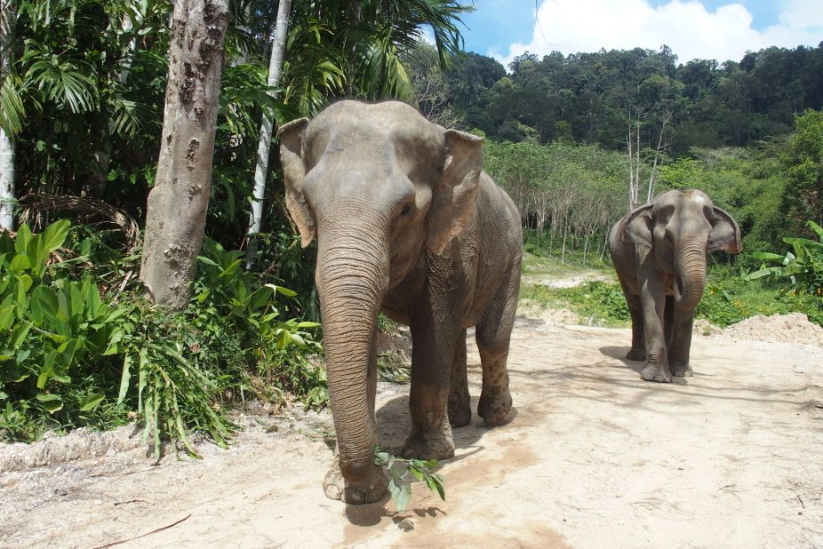 <strong>Meet Kannika: </strong>Among them is Kannika, a 32-year-old elephant who's lived in Phuket since she was 10 years old. According to sanctuary staff, she worked as a begging elephant along the beaches and at hotels and resorts. In 2007, Kannika was sold to a camp, a saddle was put on her back and she gave rides to vacationers.