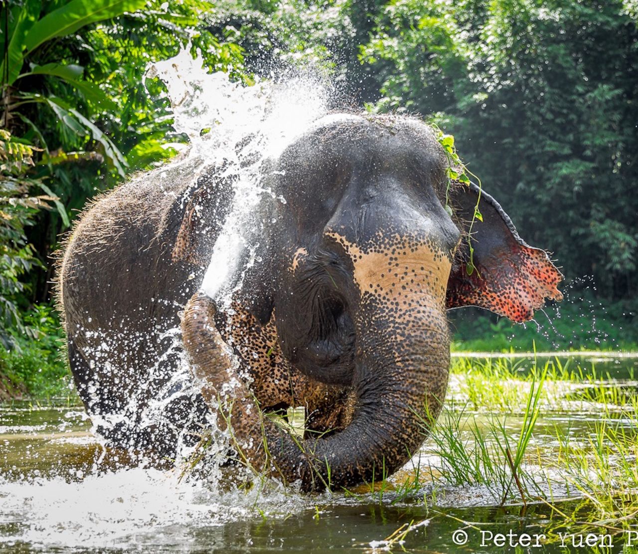 <strong>Madee: </strong>Elephant Madee, 60, spent most of her life in Narathiwat province near the Thai/Malay border working in the logging industry. In 2009 she was sold and relocated to Phuket, where she gave rides to tourists. 