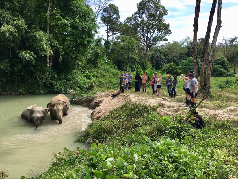 <strong>Saddles off: </strong>Sanctuary visitors do not ride the elephants. Instead, they feed and observe them as they roam, play and bathe.