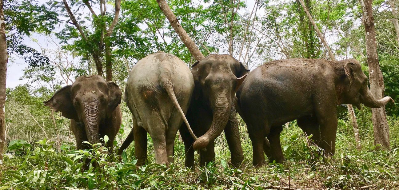 <strong>Emotional animals: </strong>"Elephants are emotional animals, they feel happiness, sadness and show love, and here we allow them to be themselves again, unafraid,"  says Rogerson. 