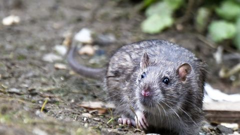Worldwide, the Seoul virus is carried by wild Norway rats.