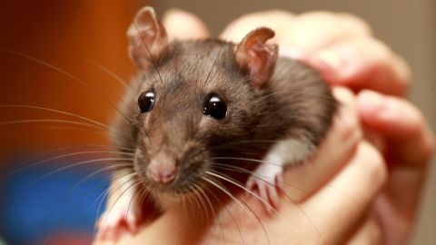 02 Rat species