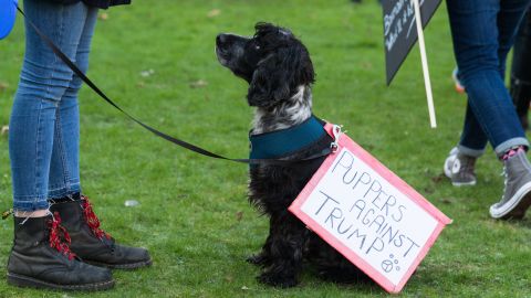 A dog joins demonstrators at the Women's March in London, United Kingdom on January 21, 2017.