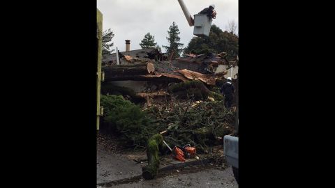 A massive oak tree in Mendocino County, California, fell into a single-story apartment killing a 36-year-old woman, officials said.