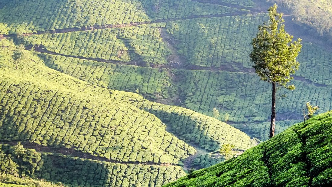 <strong>Munnar, Kerala: </strong>Known for its rolling hills and tea plantations, Munnar is a serene hill station of India's southern state of Kerala. It's also home to Anamudi Peak, the highest peak in south India and the largest population of Nilgiri Tahr, an endangered sheep species. 