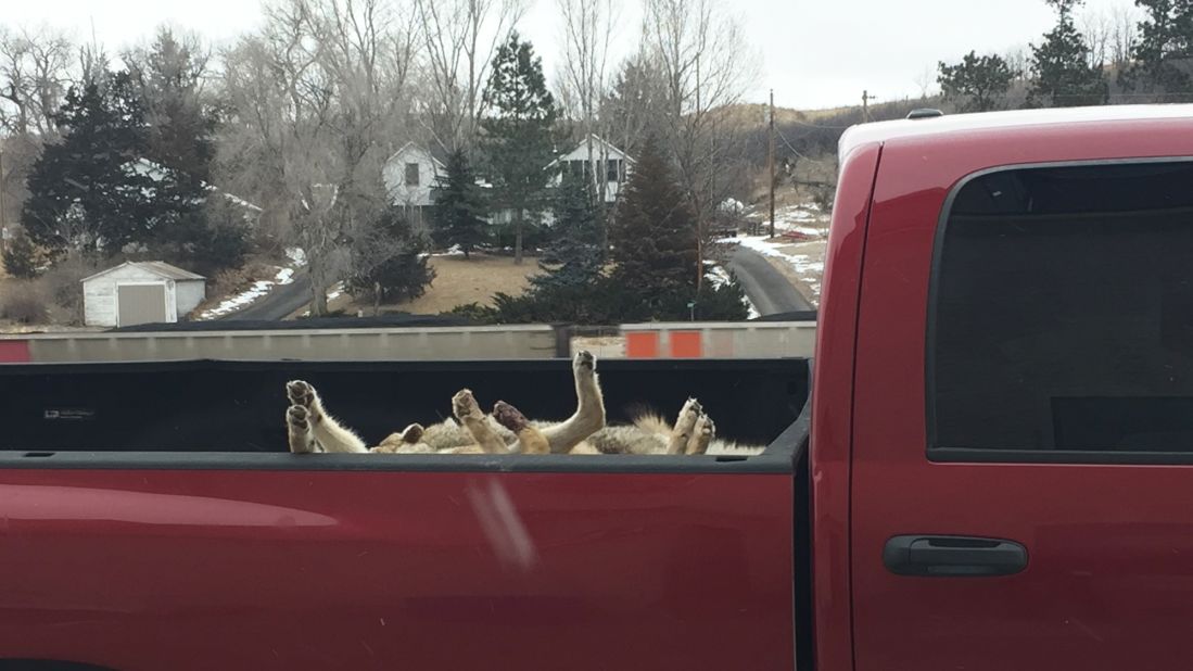A couple times a month, people pull into the center of Hyannis with truck beds full of dead coyotes, which are a nuisance to ranchers. A buyer comes in from out of town to inspect and purchase the animals for the fur trade. 