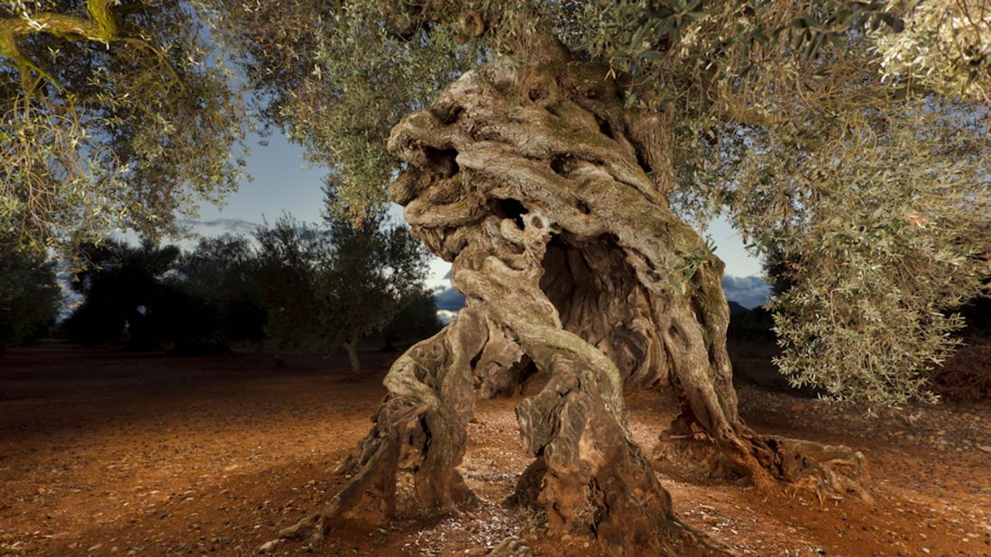 Spain's ancient olive trees: New taste for old flavor