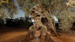 To go with Millenary olive trees story by Miquel Ros 