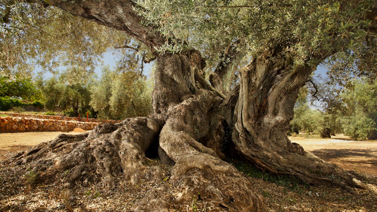 <strong>Ancient trees: </strong>More than 4,400 of these trees are thought to be more than 1,000 years old -- and many are still producing olives. 