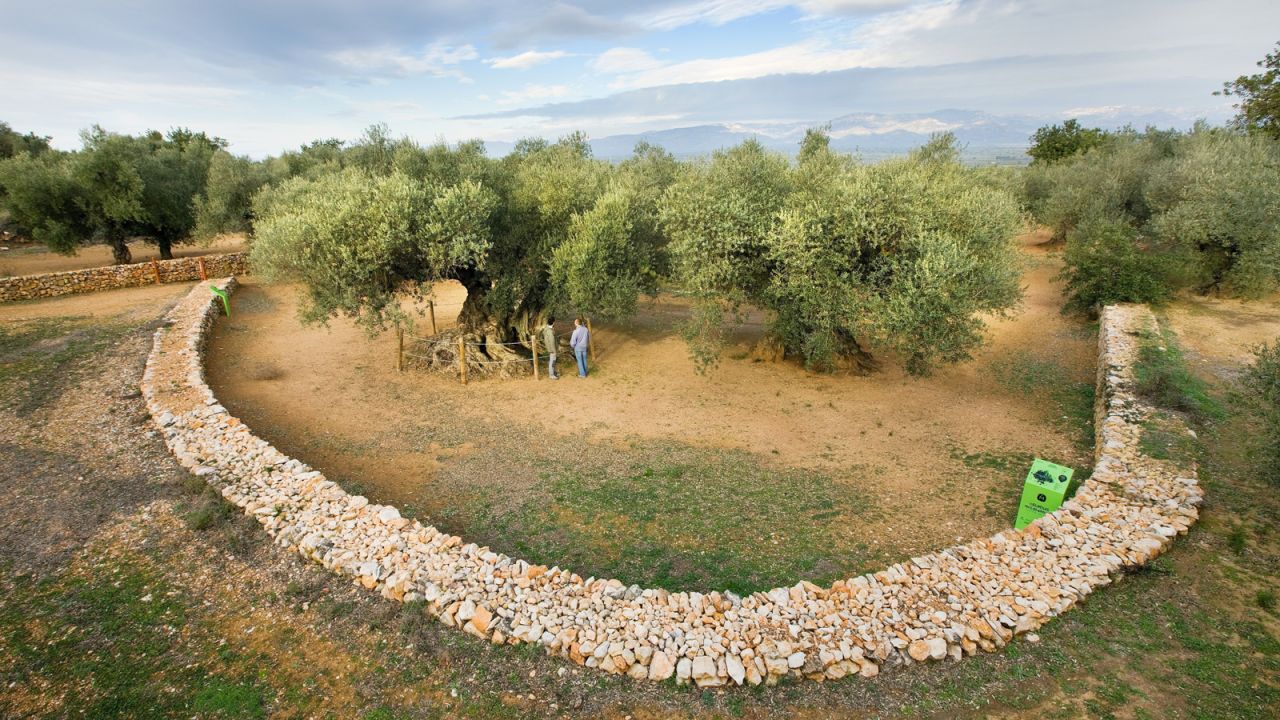 <strong>Heirloom olives: </strong>Because the Farga, an heirloom olive endemic to the area, is less productive than other varieties, it fell out of favor for many years. 