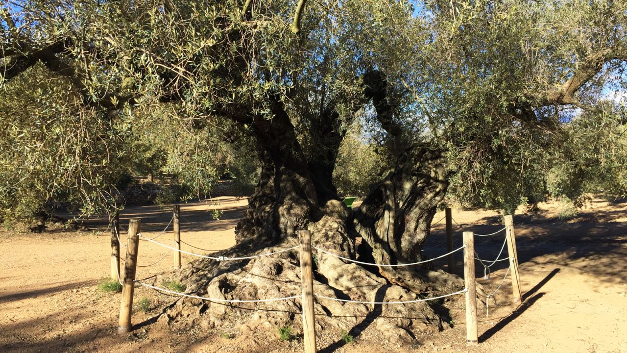 <strong>World's oldest?: </strong>Researchers at the Technical University of Madrid have found the Farga de l'Arión tree to be 1,700 years old. This makes it a strong contender for being the world's oldest olive tree. 