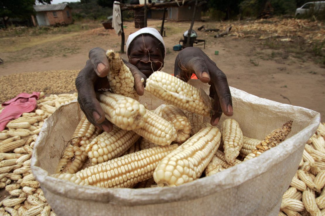 The fall armyworm is devastating Zimbabwe's maize crop, exacerbating the damage caused by a severe recent drought.