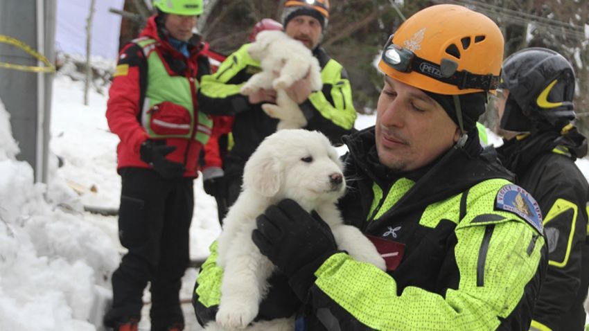 Firefighters hold three puppies that were found alive in the rubble of the avalanche-hit Hotel Rigopiano, near Farindola, central Italy, Monday, Jan. 22, 2017. Emergency crews digging into an avalanche-slammed hotel were cheered Monday by the discovery of three puppies who had survived for days under tons of snow, giving them new hope for the 23 people still missing in the disaster. (Italian Firefighters via AP)