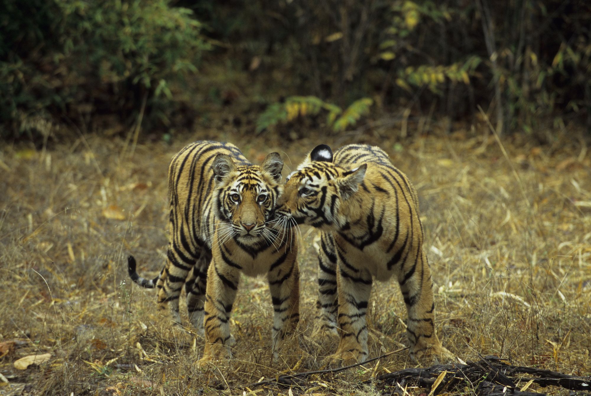 All about White Tigers in India - Bandhavgarh National Park