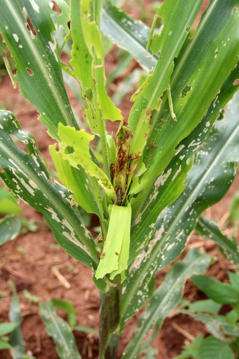 Armyworm caterpillars are devastating maize plants in Zimbabwe, Zambia and Malawi, where it is a staple food crop. 