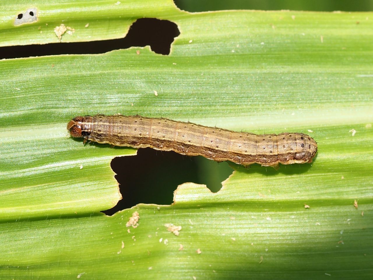 The fall armyworm moth is among the most notorious pests in the Americas and it has recently invaded southern Africa. <br /><br />In its larval stage, the rapacious pest has been compared to the locust for its devastating impact on crops. It also breeds rapidly and is difficult to detect. 