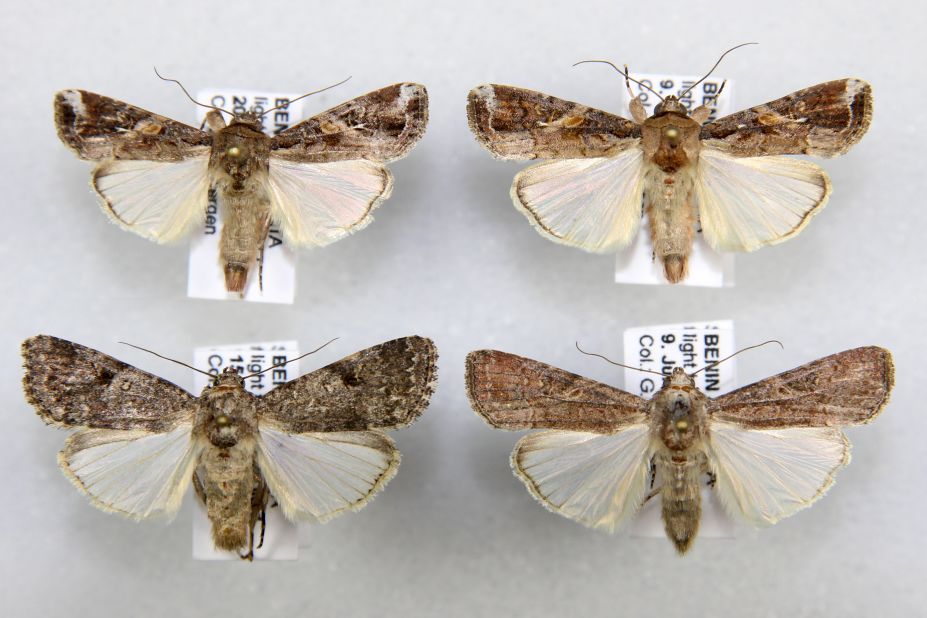 The armyworm in adult form is a formidable traveler. In North America, the species migrates from Florida to Canada, raising fears they could spread widely across Africa. 