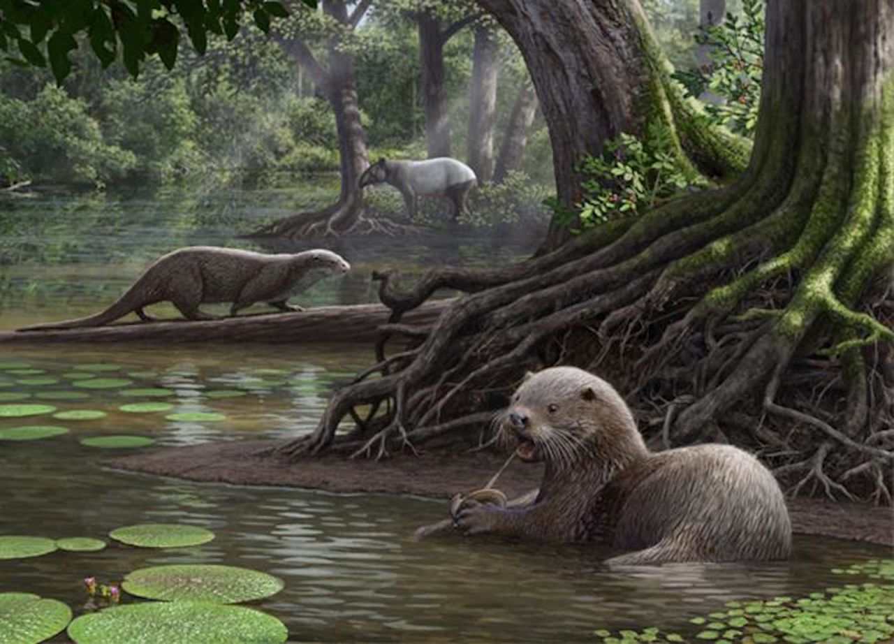 The discovery of a species that lived 6.6 million years ago in southwestern China suggests that <a href="http://www.cnn.com/2017/01/24/asia/china-ancient-otter/index.html">ancient otters </a>had "wolf-like" proportions, and weighed roughly 100 Ibs. The creature -- whose skull was excavated in Yunnan province -- would have been twice the size of today's otters.