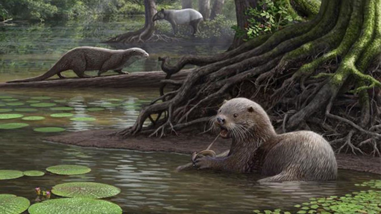 An artist's illustration of how the Siamogale melilutra might have looked.