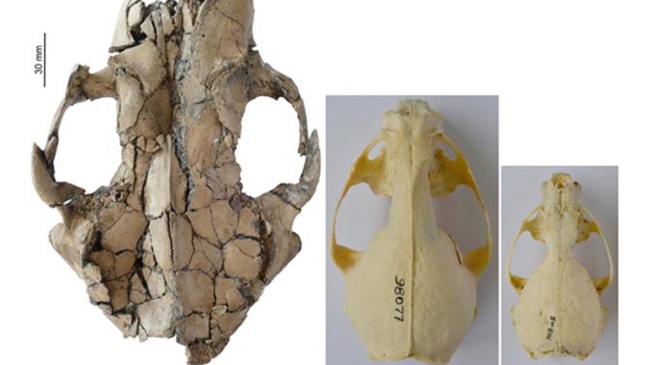 The otter skull fossil found in Yunnan is considerably bigger than its modern cousins.
