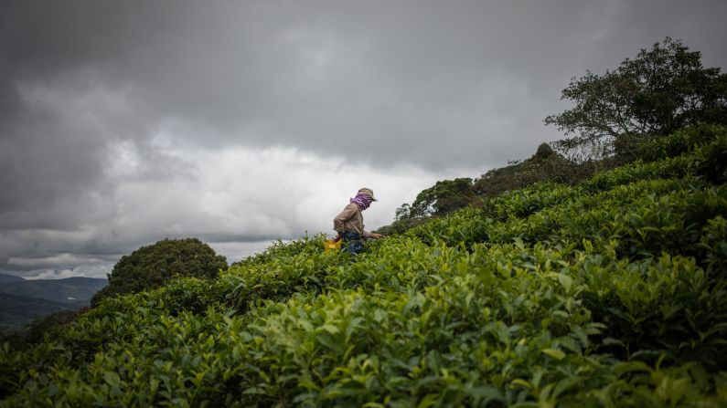 <strong>Valle del Cauca, Colombia: </strong>Agricola Himalaya owns the only tea crops in Colombia and exports to markets in the US and Latin America. Here, a worker picks tea leaves at the Bitaco farm. 
