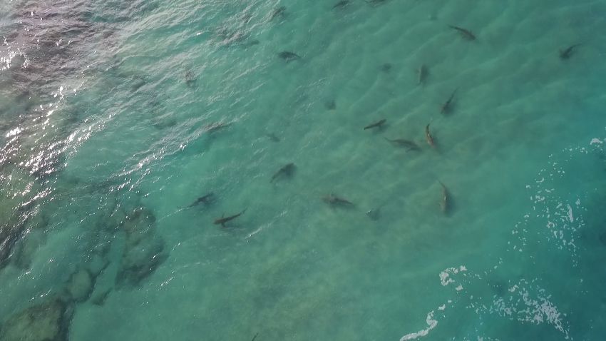 Sharks swim off Israel coast