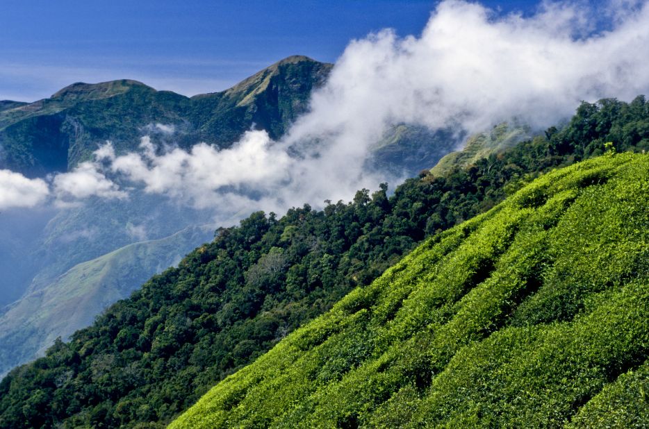 <strong>Udhagamandalam, Tamil Nadu:</strong> Also called "Ooty" for short, the town of Udhagamandalam offers easy access to the Nilgiri hills, which are filled with coffee and tea plantations. One of the best ways to experience the region is by rail. The stunning Nilgiri Mountain Railway connects Ooty and Mettupalayam.