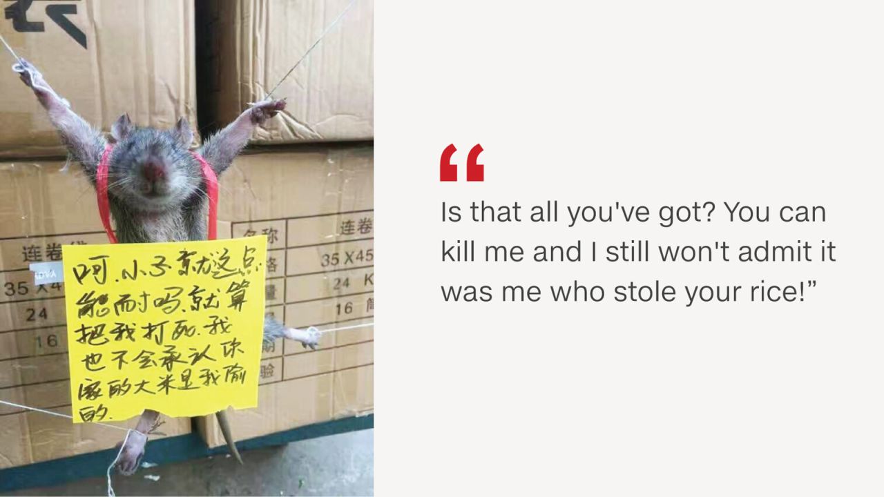 Photos of the rat were widely shared on Chinese social media.