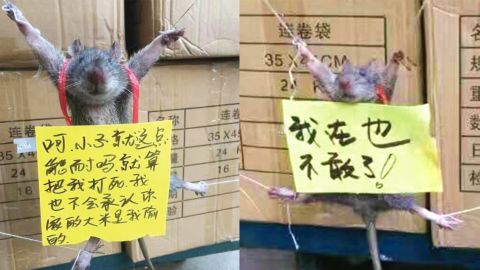 Workers at a shop in China strung up a rat and put signs on it. The one on the right reads "I won't dare do this again."