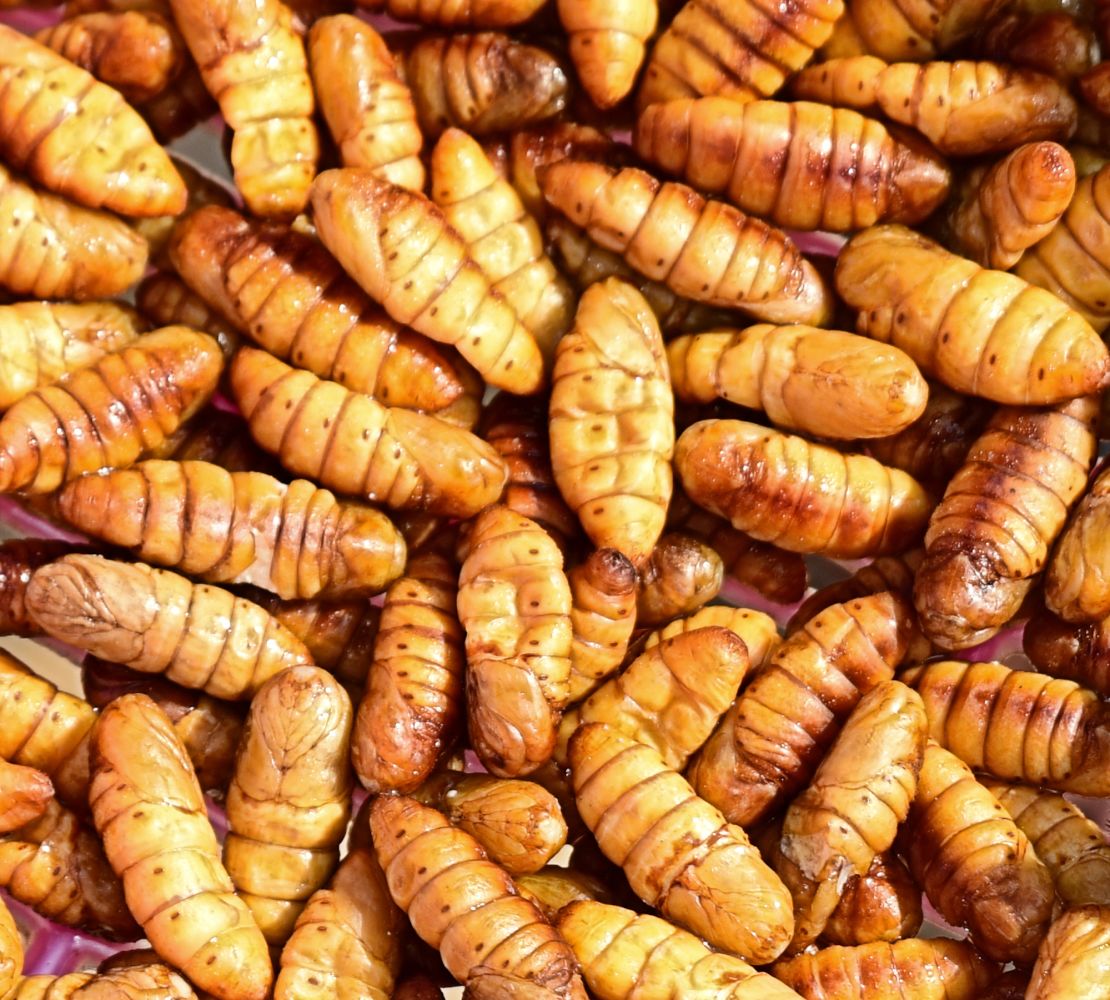 Visitors can also learn to cook silkworms and grasshoppers. 