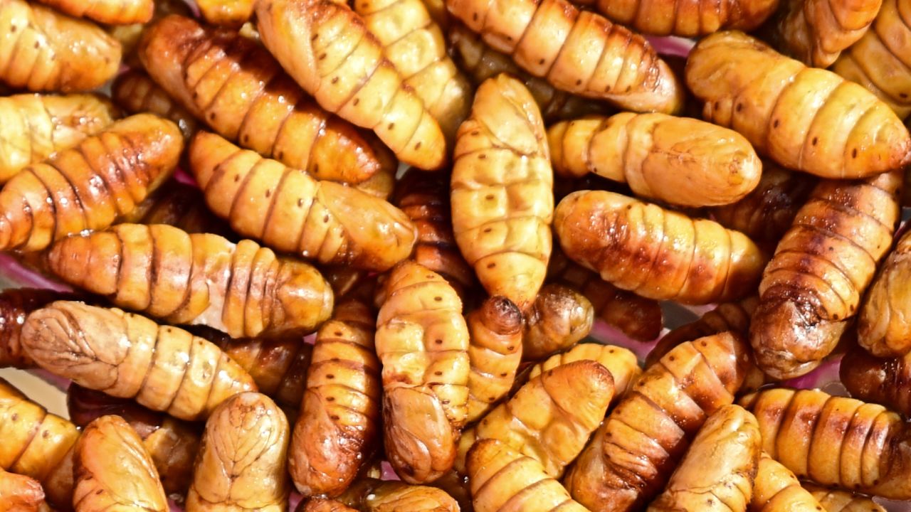 Visitors can also learn to cook silkworms and grasshoppers. 