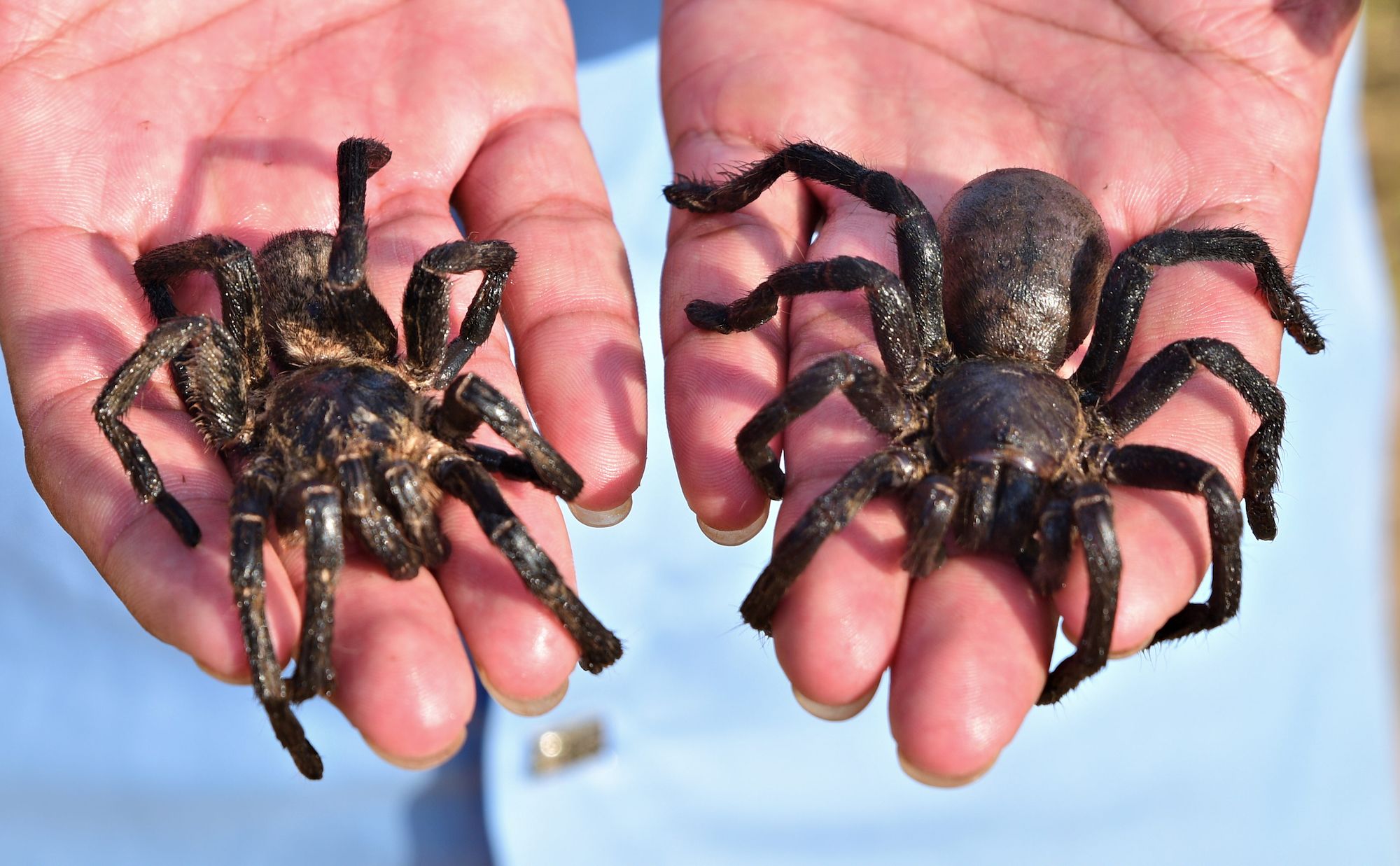 and eating tarantula spiders Cambodia | CNN