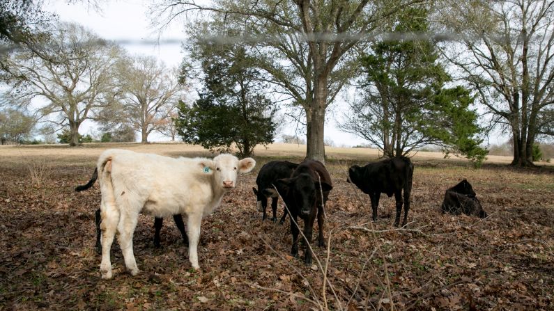 Livestock graze along the county's back roads. In the spring, the fields are riotous with wildflowers -- most notably red and yellow Indian blanket and Indian paintbrush and the violet-tinged bluebonnet.