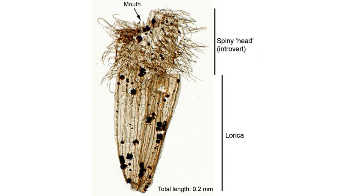 Scientists from universities of Leicester and Cambridge recently found an "unfossilizable" loriciferan.