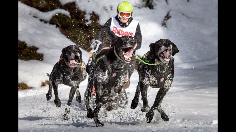 Dogs compete in the International Dog Sled Races on Saturday, January 28. The event was held over two days in Germany's Black Forest region.