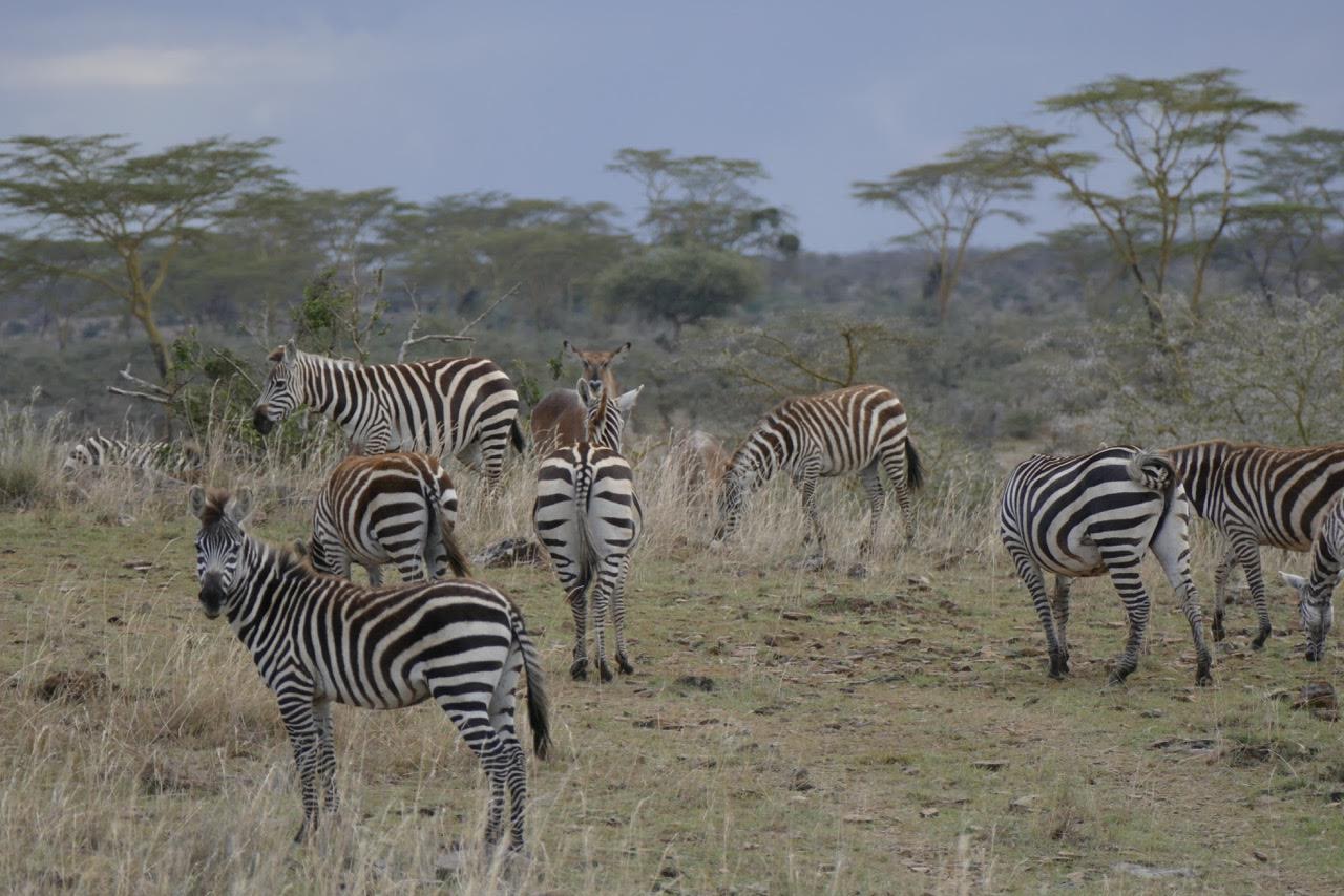 <strong>Eco retreat in Kenya:</strong> Segera Retreat in Laikipia county is "a place to reflect with nature and solitude," suggests Michelle Karam, founder of Travel Junkie Diary. It's also focused on sustainability, using solar energy, recycling, and growing its own food.