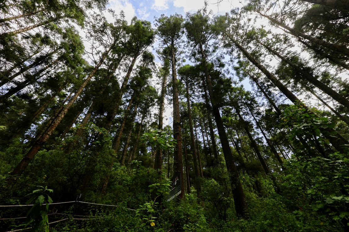 Oyamel firs (Abies religiosa) in Mexico.