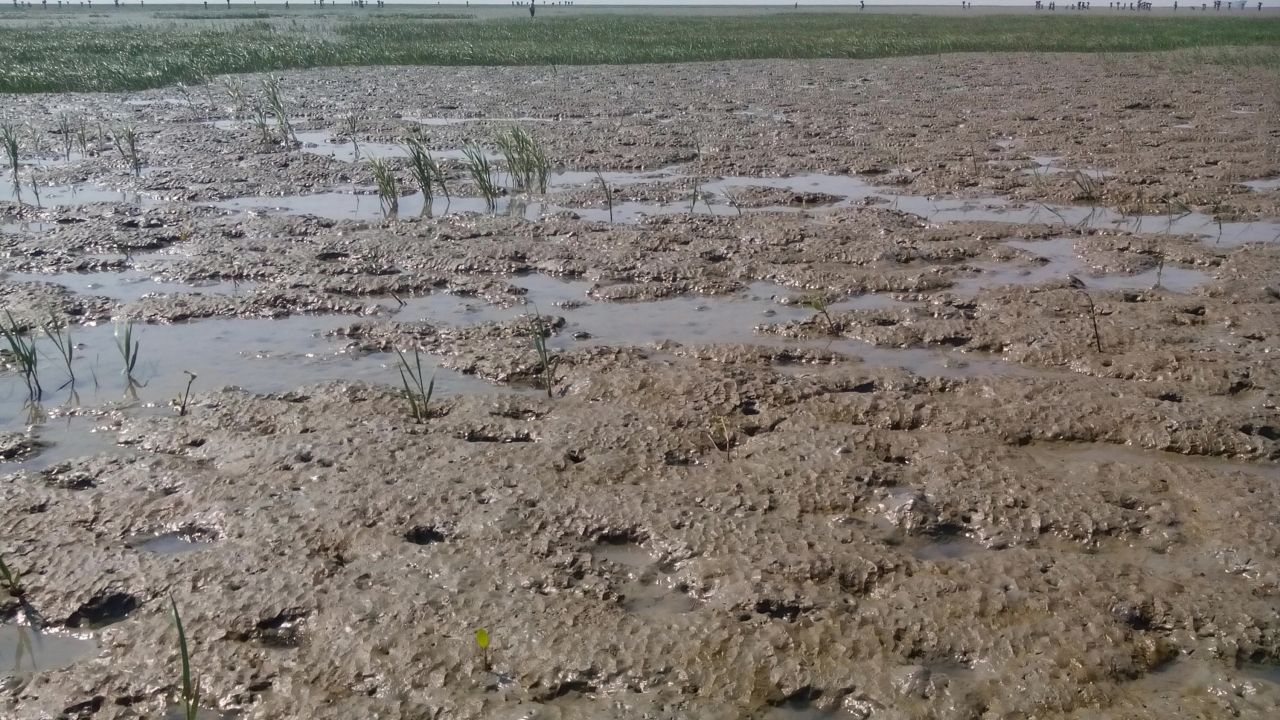 Thengar Char, pictured here in January 2015, is a new marshy island which rose around eight years ago in Bay of Bengal near Hatiya island.