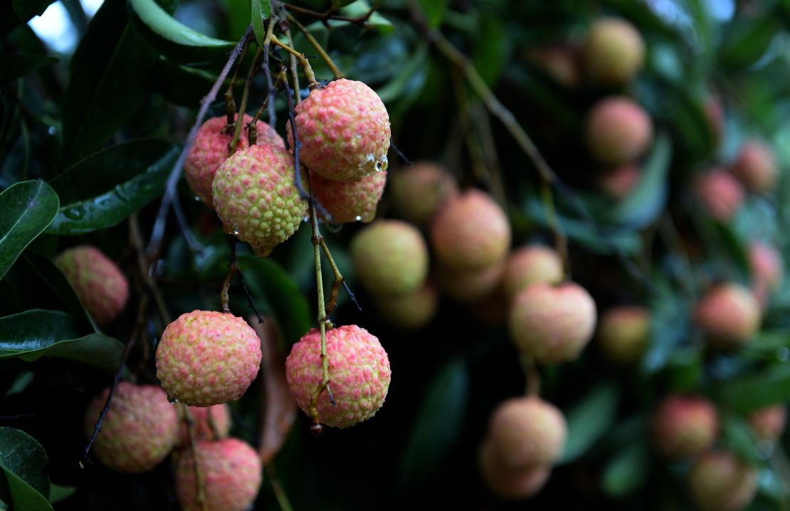 Unripe lychees contain toxins that can cause extremely low blood sugar.