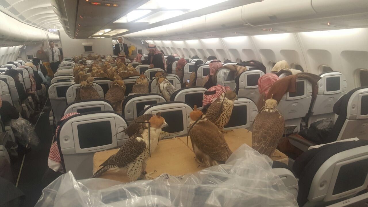 Ahmet Yasar posted this viral photograph of tens of falcons and says they were traveling to Jeddah in Saudi Arabia.