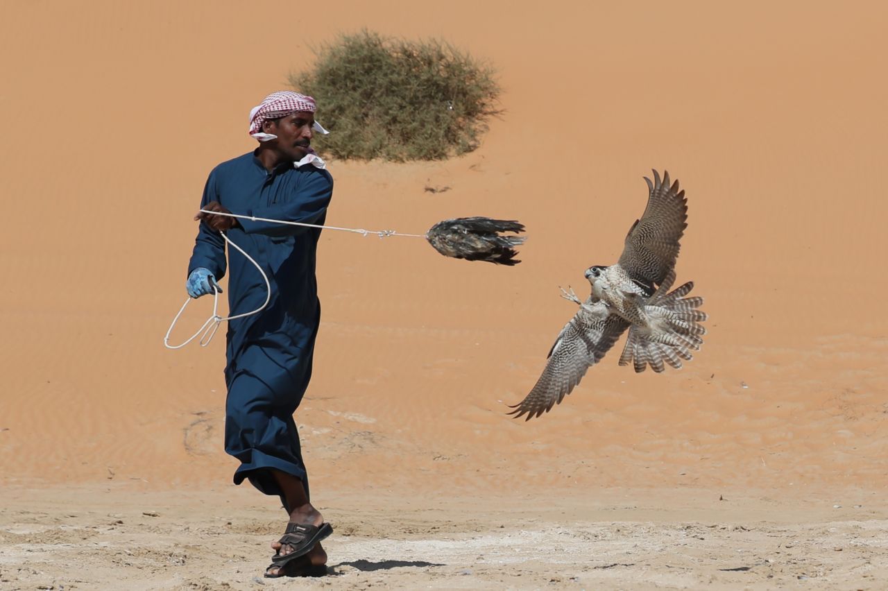 Falconers spend around six weeks training their birds to catch prey, according to <a href="https://twitter.com/NasifKayed" target="_blank" target="_blank">Nasif Kayed</a> from<a href="http://thearabculturalist.com/" target="_blank" target="_blank"> The Arab Culturalist</a>.