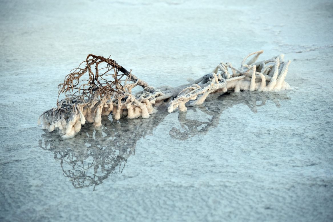 Salt deposits build up around everything they touch in this salt lake, coating dry branches. 