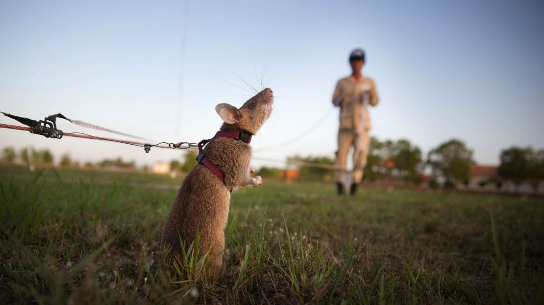 Demining involves the use of specially trained sniffer rats.