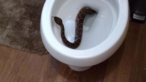 Snake removal company finds 24 critters at residence in Texas.