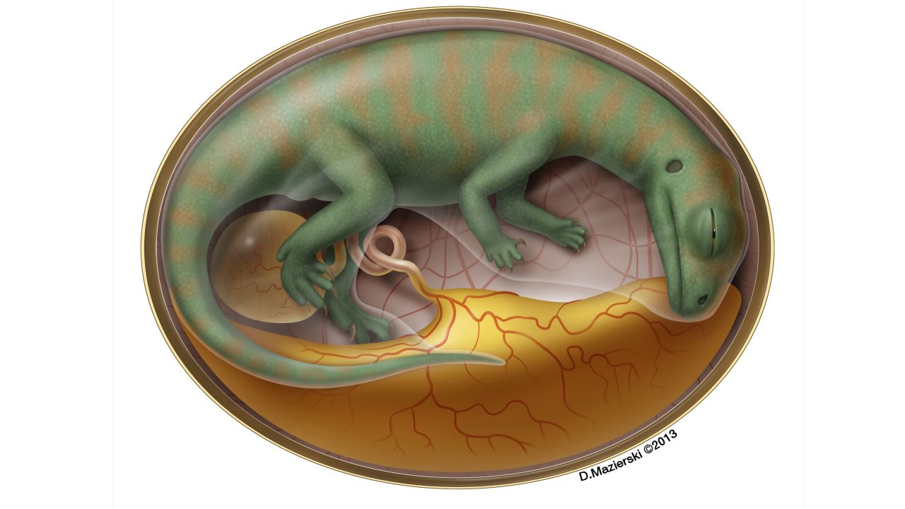 An artist's depiction of a Lufengosaurus embryo.