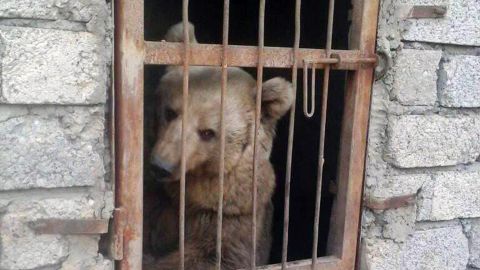 This bear was found in a park after ISIS was driven out of eastern Mosul.
