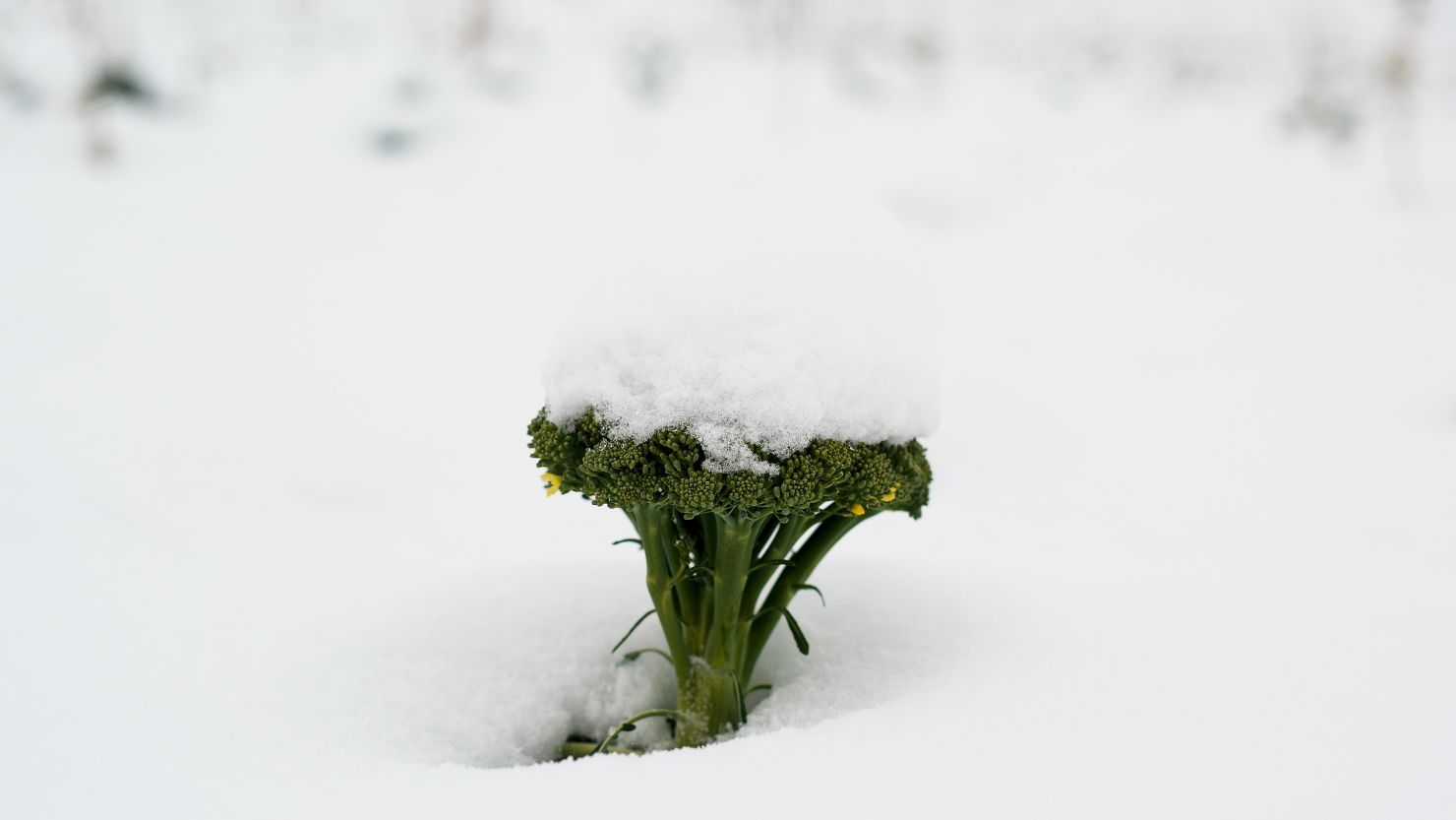 Broccoli is one of several vegetable crops affected by the unusually cold, wet weather in southern Spain.