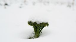 MURCIA, SPAIN - JANUARY 19:  A broccoli crop is covered with snow in an agricultural field in the countryside on January 19, 2017 near Caravaca de la Cruz, in Murcia province, Spain. The cold weather has brought rare snow alerts to South East Spain. Some food suppliers and supermarkets have warned that the recent bad weather in Italy and Spain may significantly increase the price of vegetables across northern Europe.  (Photo by Pablo Blazquez Dominguez/Getty Images)